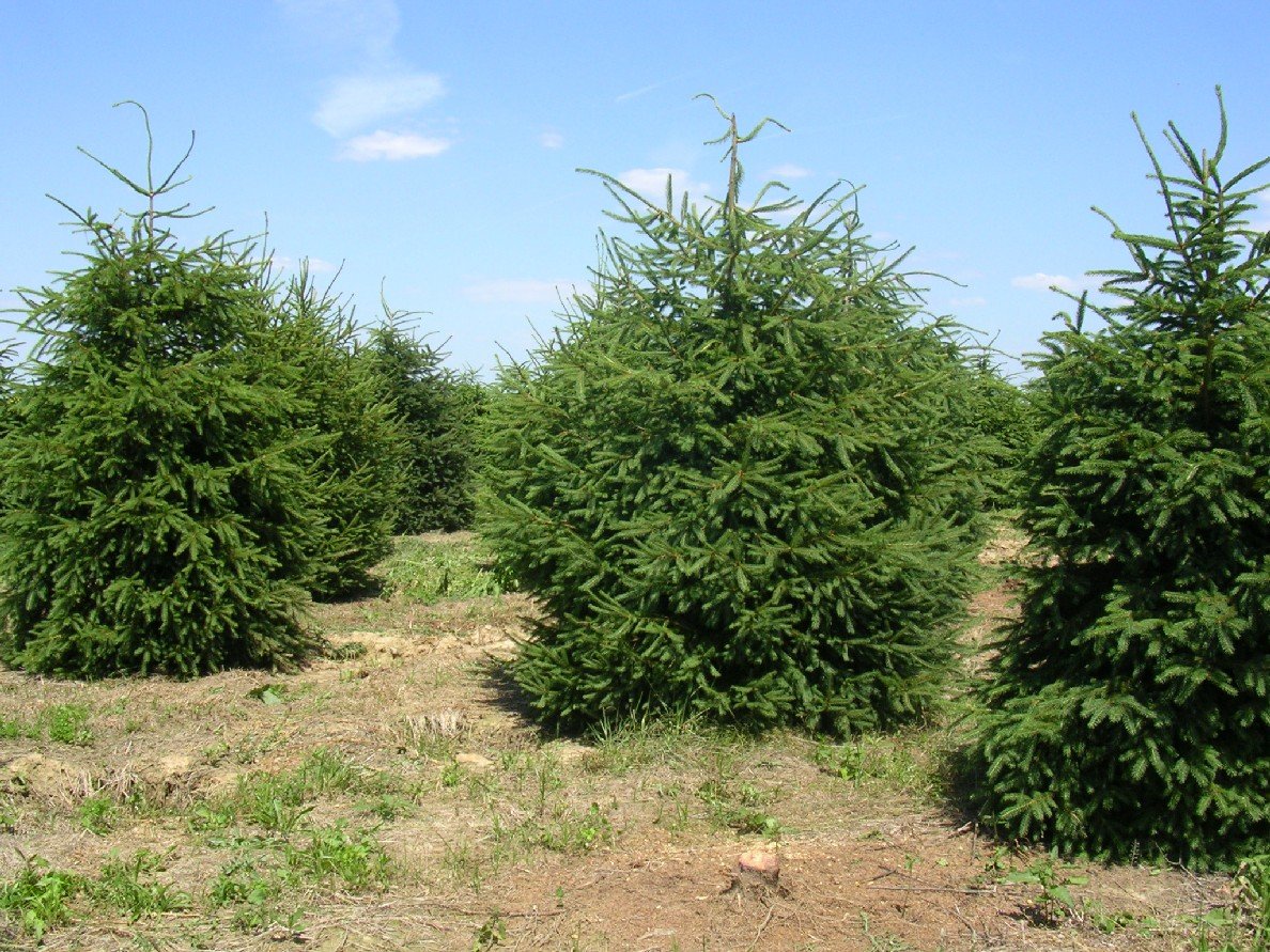 Fir, Pine & Spruce Angelica Nurseries, Inc.