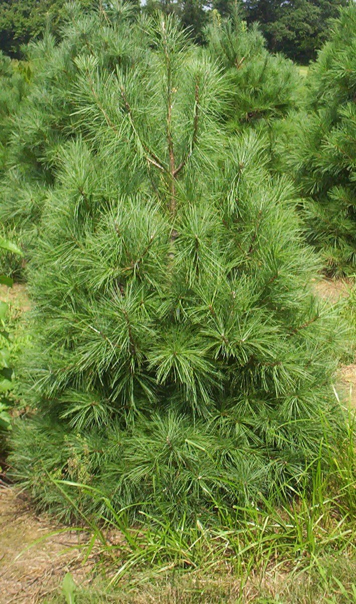 Fir, Pine & Spruce Angelica Nurseries, Inc.
