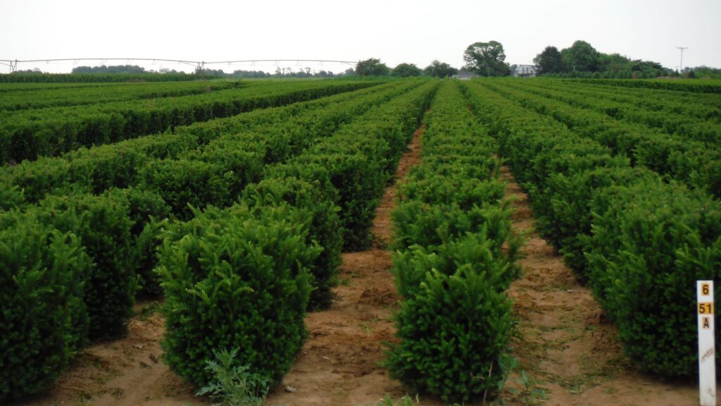 Plants Are Our Soil Mates! Angelica Nurseries, Inc.